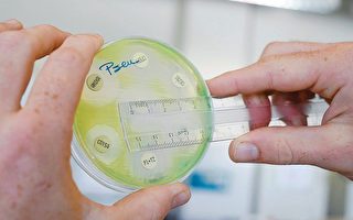 超級細菌的培養皿