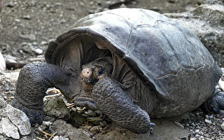 消失112年 厄瓜多爾巨龜再現