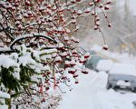 渥太華1月連降大雪 破20年紀錄