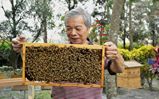 拯救生態浩劫 農場開啟養蜂A計畫