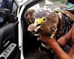 員警攔查酒駕 意外拯救保育動物「大冠鷲」