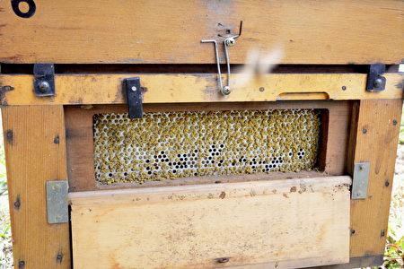 City bear生態農場養的黃金蜂會分泌綠色的蜂膠保護蜂巢，綠蜂膠是台灣獨特的產品，陳世雄推測可能是來至採集的桑葚花粉。