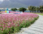 七星潭的四八高地大波斯菊开放游客络绎不绝