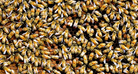 City bear生態農場住著48箱義大利黃金蜂，來自義大利的金黃色蜜蜂個性溫馴而且工作效率高，被陳世雄稱作世上最完美的昆蟲。