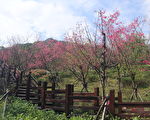 樹林大同山櫻花開八成 來趟登山輕旅行