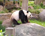 福妮再次假孕 阿德莱德大熊猫面临被送回国