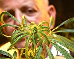 研究：吸食大麻有危害 罹患精神病機率增加