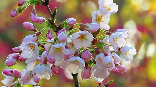 台湾阿里山花季樱王满开 吸引游客赏樱
