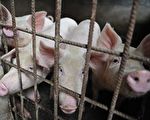 加國禁止進口中國豬肉產品 防非洲豬瘟病毒