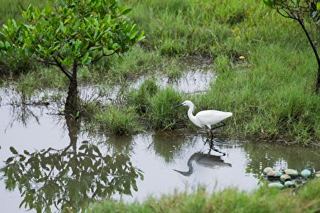 第一阶段工程将增加22公顷湿地面积，营造更适合水鸟栖息之生态环境。