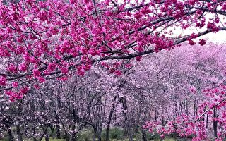 台灣古典詩：春遊（二）