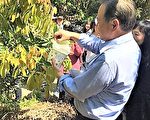 荔枝椿象產卵季 400萬隻小蜂先攻廢果園