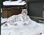 加國華人女子在家門口雪雕老虎 籲愛護動物