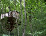 森林樹屋成最火熱Airbnb 預訂隊伍排到十月