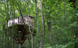 森林树屋成最火热Airbnb 预订队伍排到十月