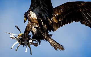 「大自然戰勝科技」 老鷹抓無人機照片走紅
