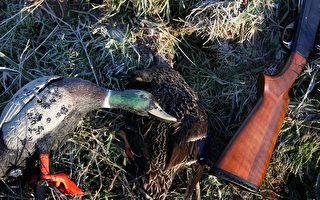 维州2019猎鸭季开始 动物保护机构吁叫停