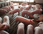 猪瘟重创养猪业 中国被迫大量购买美国猪肉