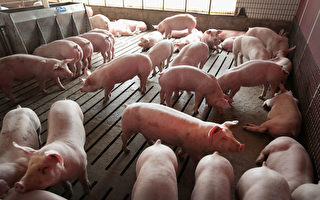 豬瘟重創養豬業 中國被迫大量購買美國豬肉