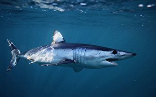 研究找到灰鯖鯊游得最快的秘密