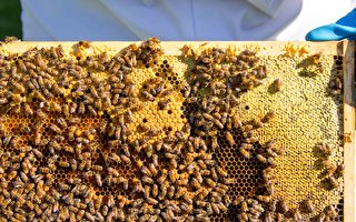 波士頓公司利用人工智能養蜜蜂