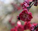 杜克花園流芳北卡三角區80年