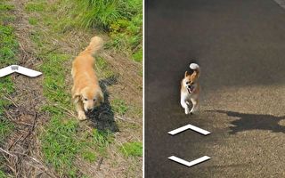 組圖：街景視圖留可愛身影 狗狗讓小島變熱搜