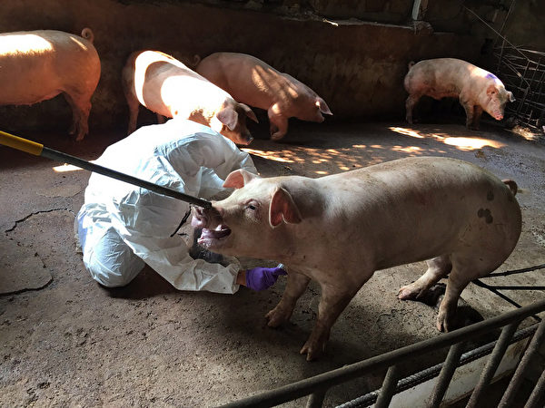 海漂猪再验出非洲猪瘟　金门县府养猪场采样送检