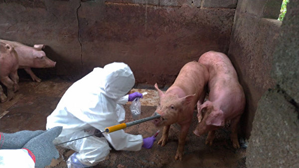 金門海漂豬再驗出非洲豬瘟　防疫人員養豬場採樣