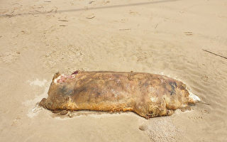 又有大陸海漂金門死豬驗出非洲豬瘟 累計6頭