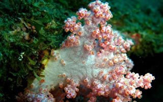 驚豔全球 墾丁海域發現7種新命名軟珊瑚