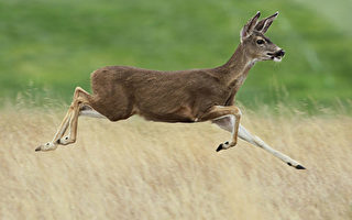 新州野生鹿过量 狩猎被接受