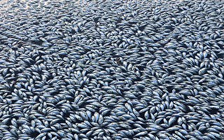 聯邦政府撥七千萬治理河道 防大批魚類死亡
