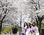 组图：首尔汝矣岛樱花开 游客抢拍美照