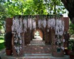 嘉義公園石斛蘭宛如粉色瀑布 花期兩週
