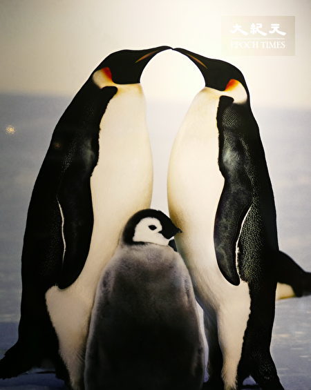 皇帝企鹅夫妻经百里觅食，喂食幼鸟后的亲密模样。