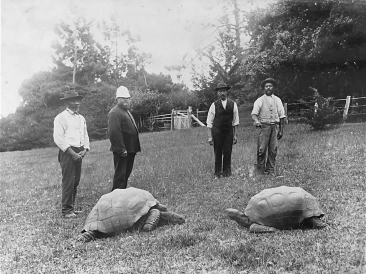 陸龜強納森（左）1900年資料照，那時牠已經68歲了。（公有領域）