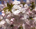 粉紅色櫻花與藍色粉蝶花爭豔 日本公園超美