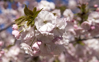 粉红色樱花与蓝色粉蝶花争艳 日本公园超美