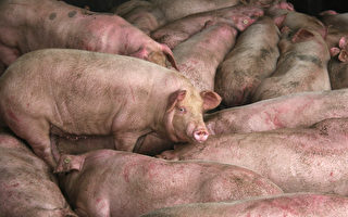 傳朝鮮也出現非洲豬瘟 死了很多豬