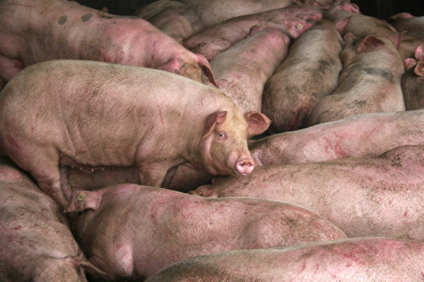 传朝鲜也出现非洲猪瘟 死了很多猪