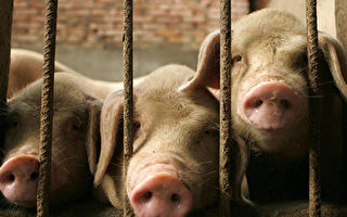 中共说非洲猪瘟疫情可控 经济学家反驳