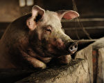 中共無力控制豬瘟 疫情嚴重衝擊養豬業