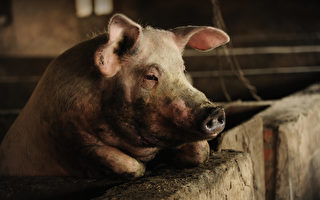 中共無力控制豬瘟 疫情嚴重衝擊養豬業