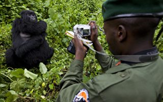 刚果大猩猩学人自拍 背后有故事