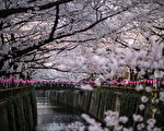 組圖：東京市區突然出現櫻花道 美極了