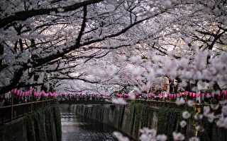 组图：东京市区突然出现樱花道 美极了