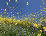 【暢遊南加】19年4月第2期
