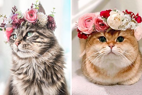 猫狗头戴教授制作的花冠华贵模样令人惊艳 宠物用品 创意饰品 创意时尚 大纪元