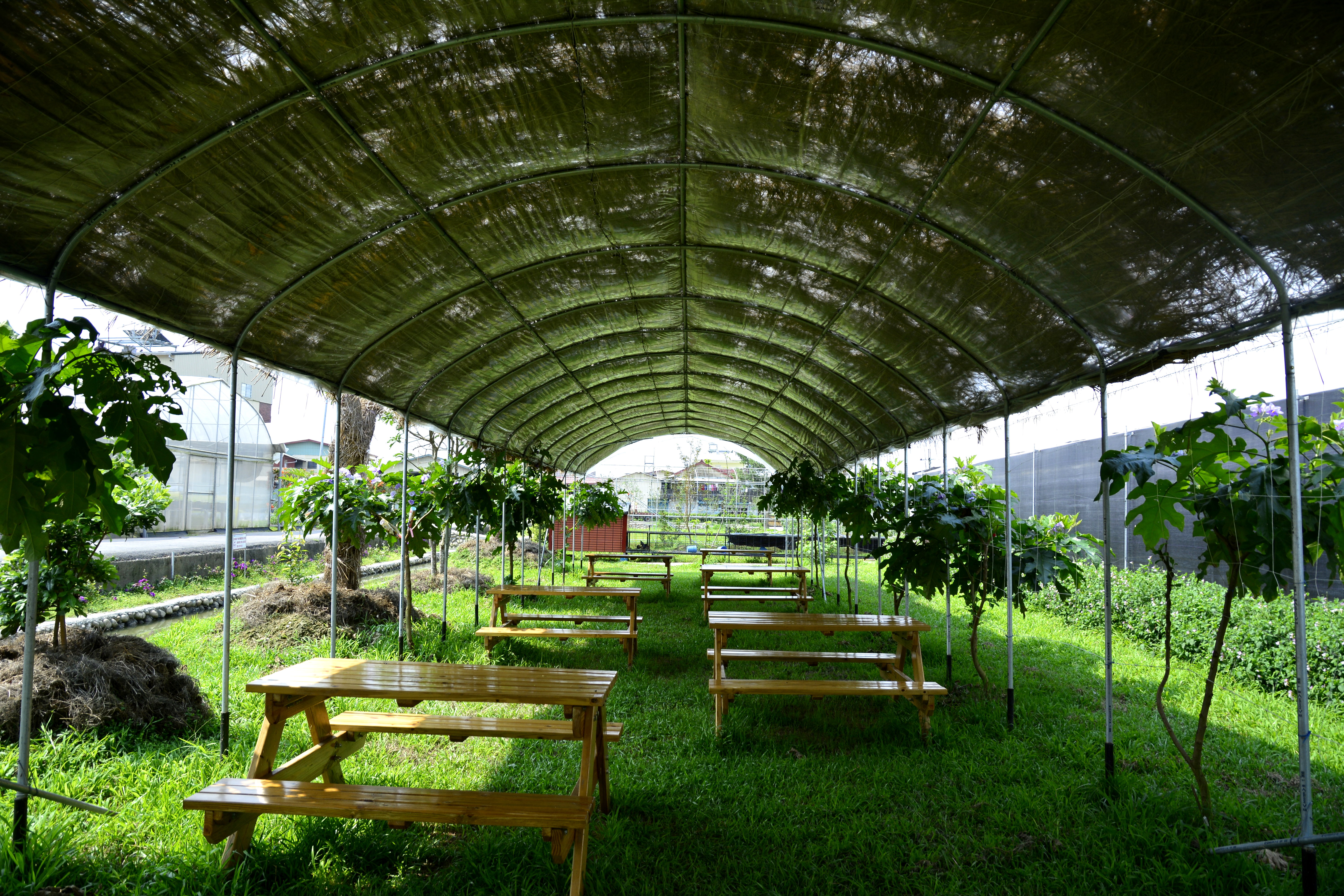 埔里亲子知识教育之旅 大雪山 可丽农场 芝麻菜 生态 料理 大纪元